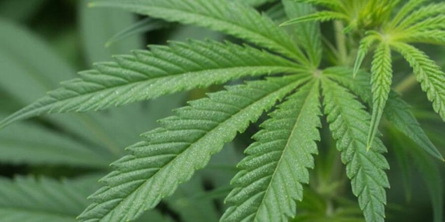 CBD y bienestar durante la andropausia