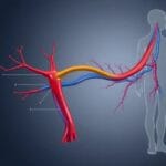 Vasos sanguíneos del pene: qué son y cuál es su función